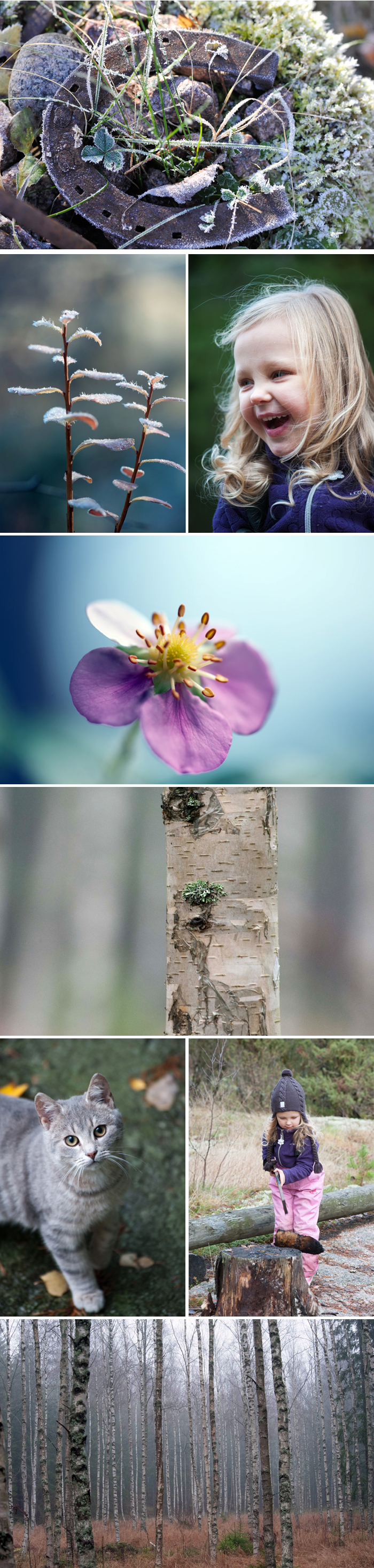 höstenskallafärger